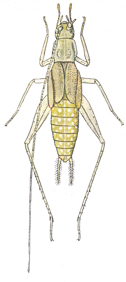 Krekel
